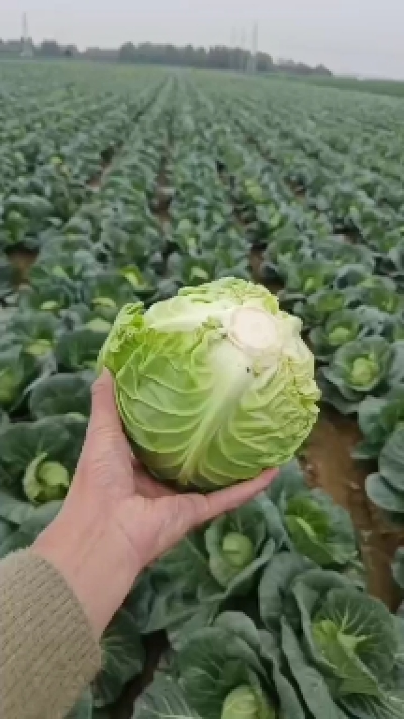 大量供应甘兰，千亩基地货，特价供应，支持各种包装，诚信合