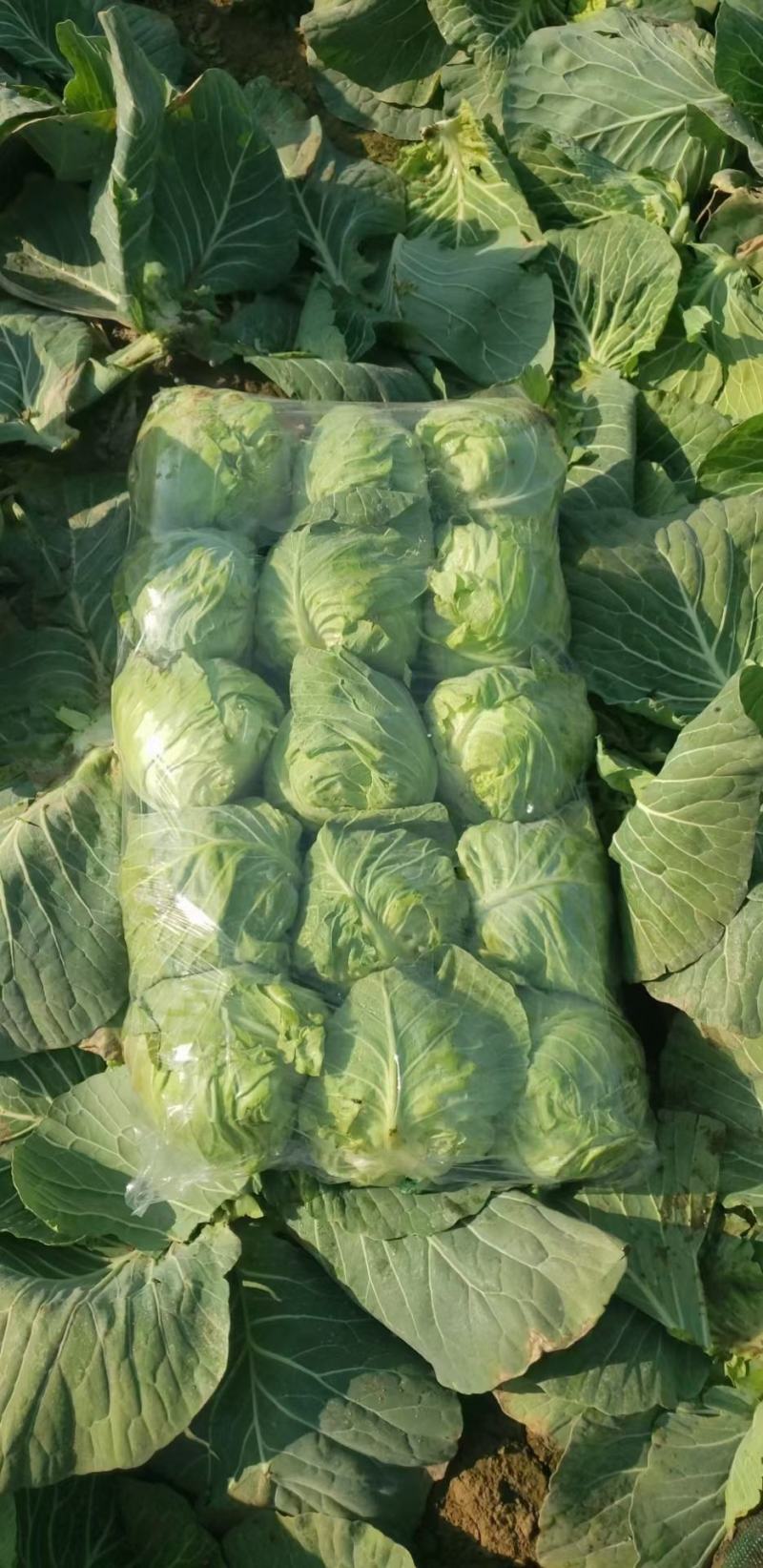 大量供应甘兰，千亩基地货，特价供应，支持各种包装，诚信合