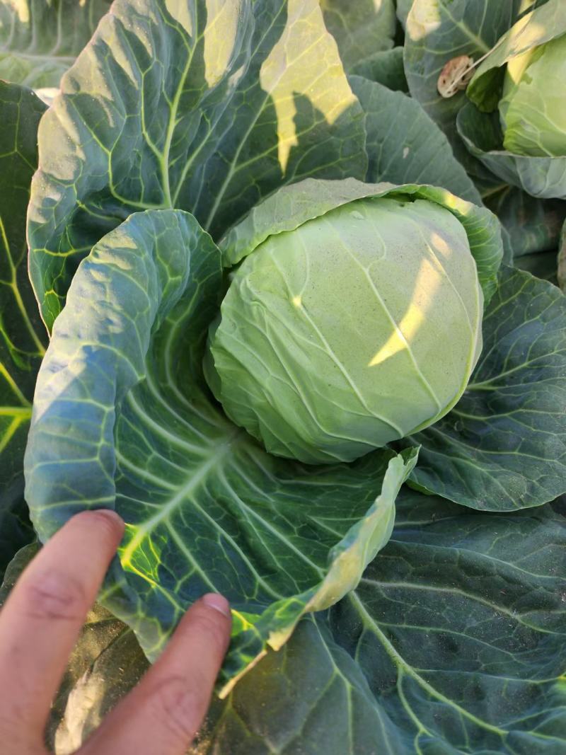大量供应甘兰，千亩基地货，特价供应，支持各种包装，诚信合
