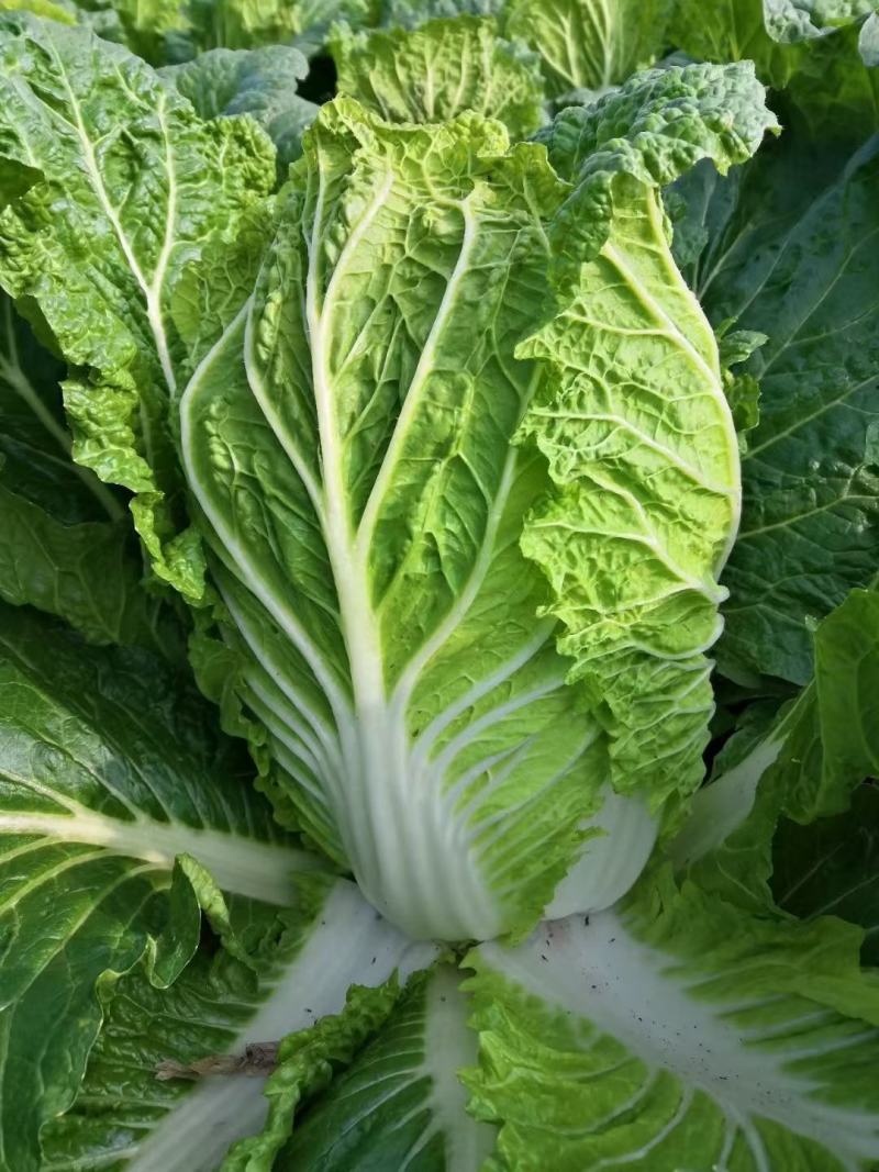 黄心白菜，千亩基地，大量供应，支持各种包装
