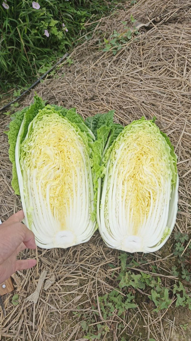黄心白菜，千亩基地，大量供应，支持各种包装