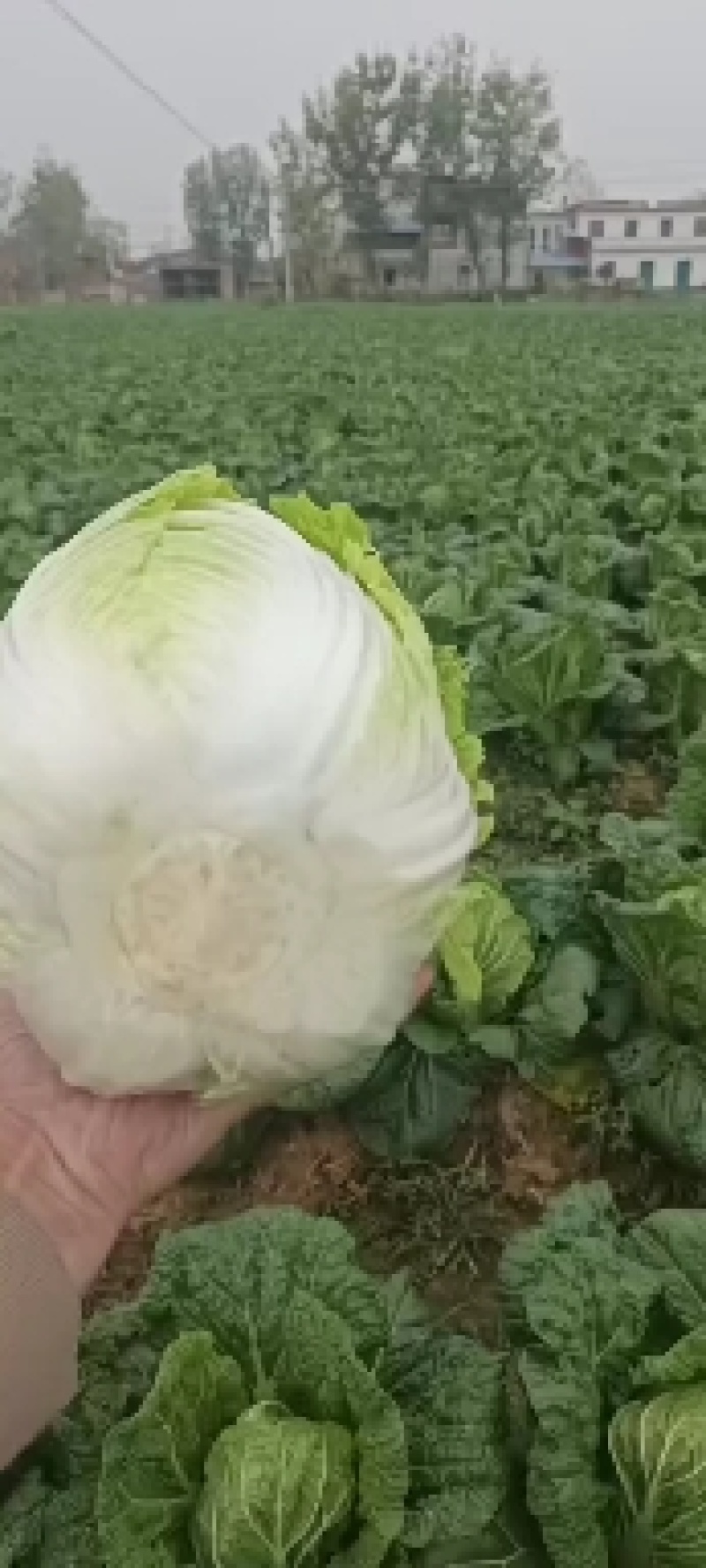 黄心白菜，千亩基地，大量供应，支持各种包装