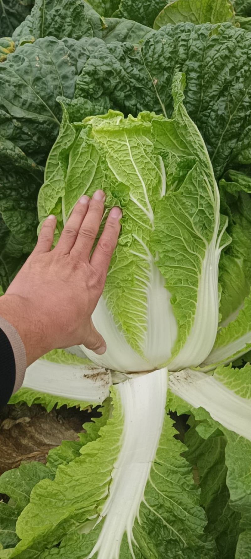 黄心白菜，千亩基地，大量供应，支持各种包装