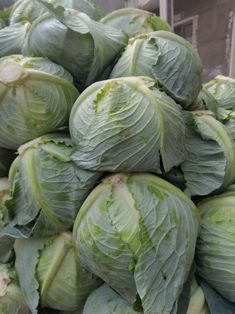 大量供应，千亩基地，特价供应，支持各种包装