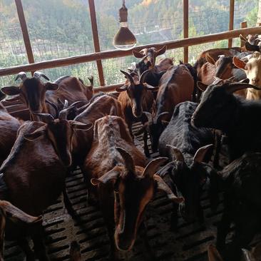 湖北省黄冈市蕲春县，放养吃百草药的羊，出售