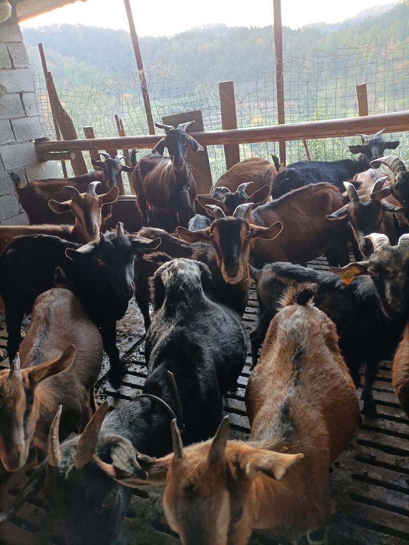 湖北省黄冈市蕲春县，放养吃百草药的羊，出售