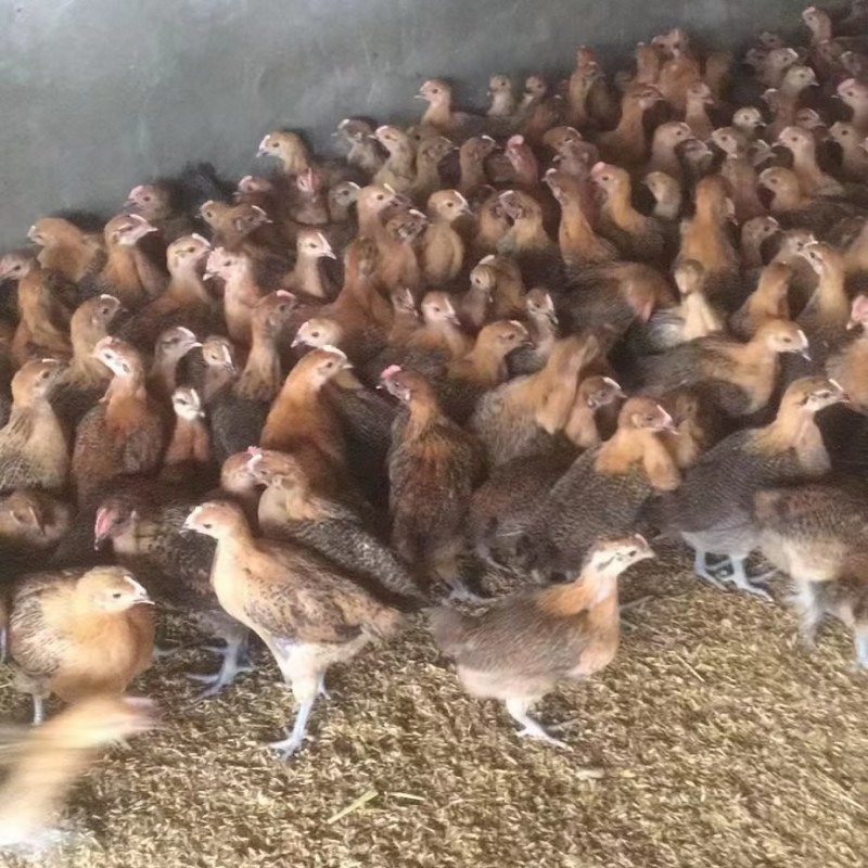 脱温鸡现货土鸡灵山麻红瑶土鸡青脚土鸡供应以散养鸡疫苗齐