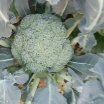 耐寒优秀西兰花