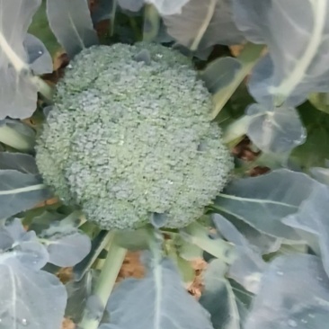 耐寒优秀西兰花