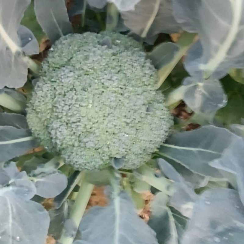 耐寒优秀西兰花