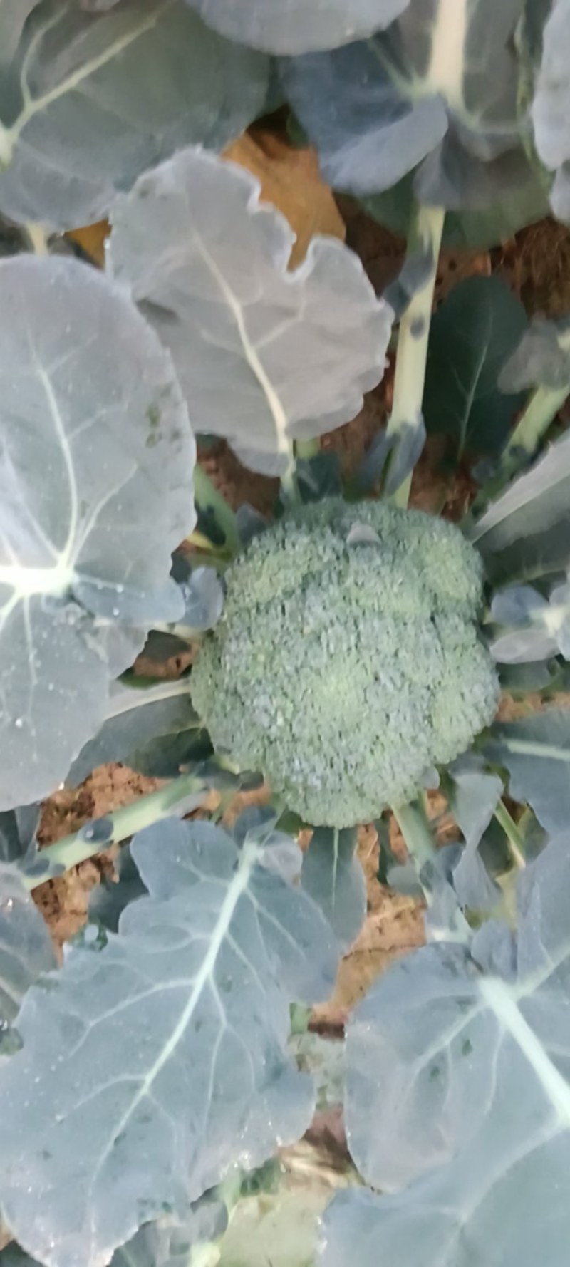 耐寒优秀西兰花