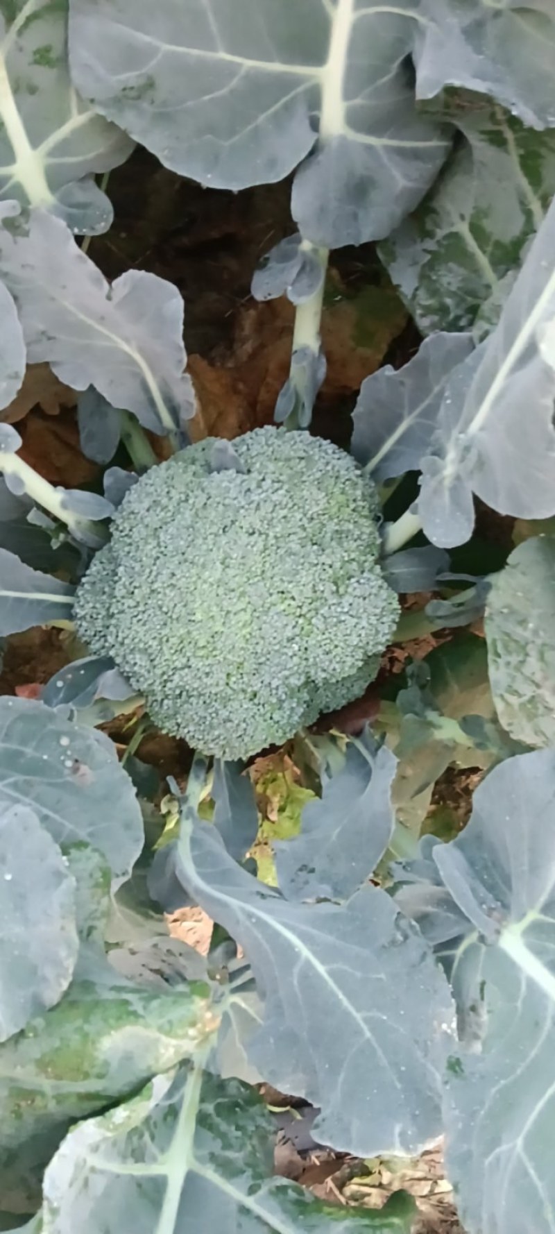 耐寒优秀西兰花