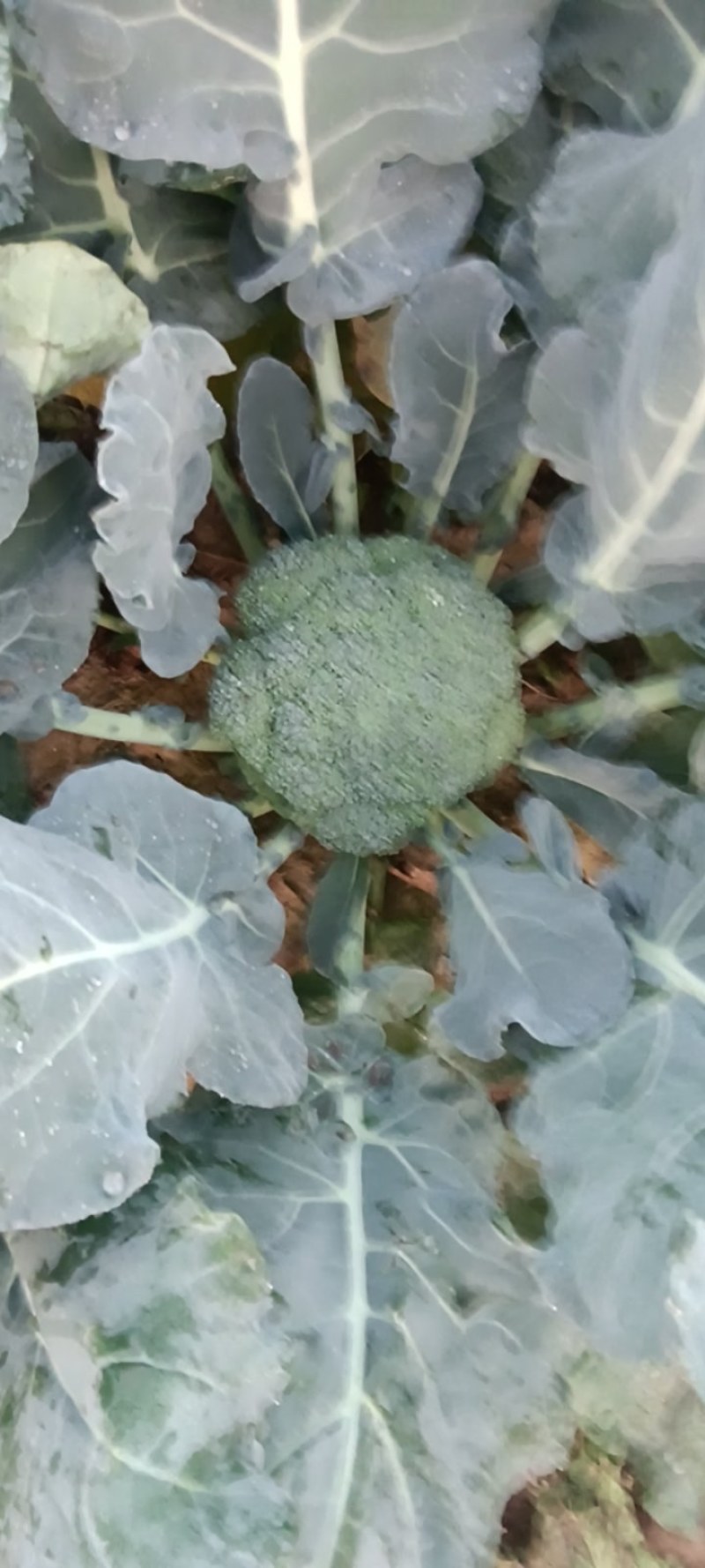 耐寒优秀西兰花