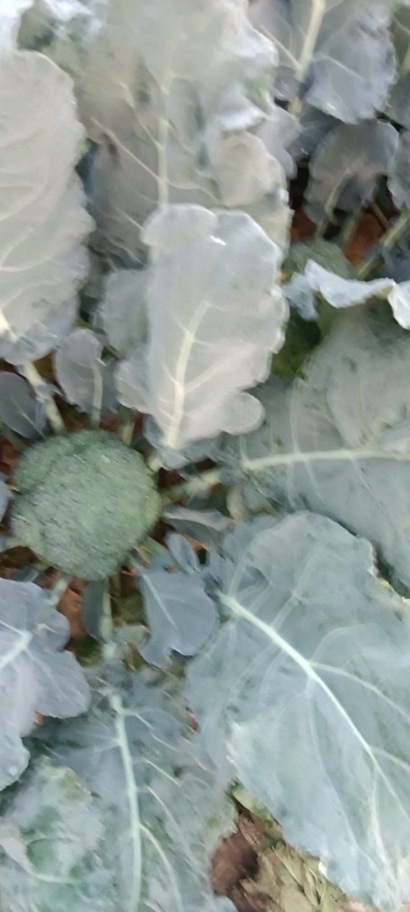 耐寒优秀西兰花