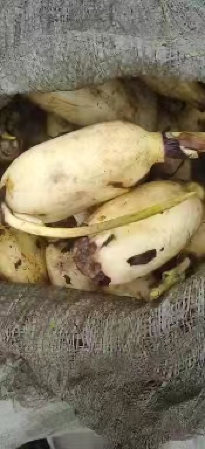 陕西省，渭南大荔黄河滩莲藕，质量好，欢迎新老客户前来采购