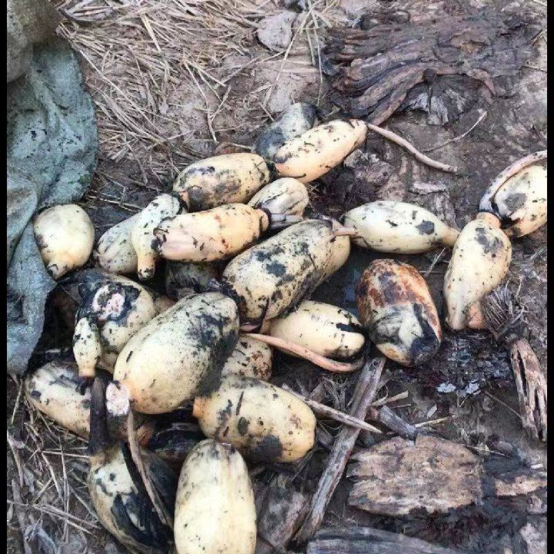 陕西省，渭南大荔黄河滩莲藕，质量好，欢迎新老客户前来采购