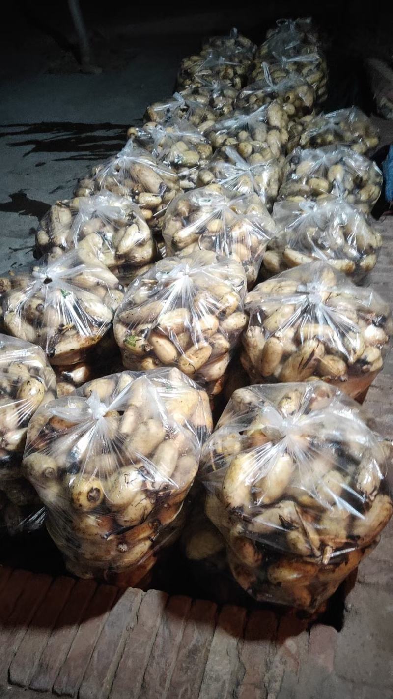 陕西省，渭南大荔黄河滩莲藕，质量好，欢迎新老客户前来采购
