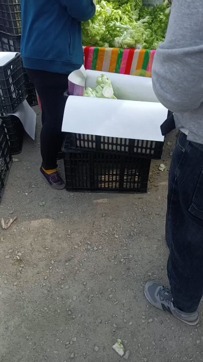 万亩儿菜大量上市中，一手货源，保质保量。