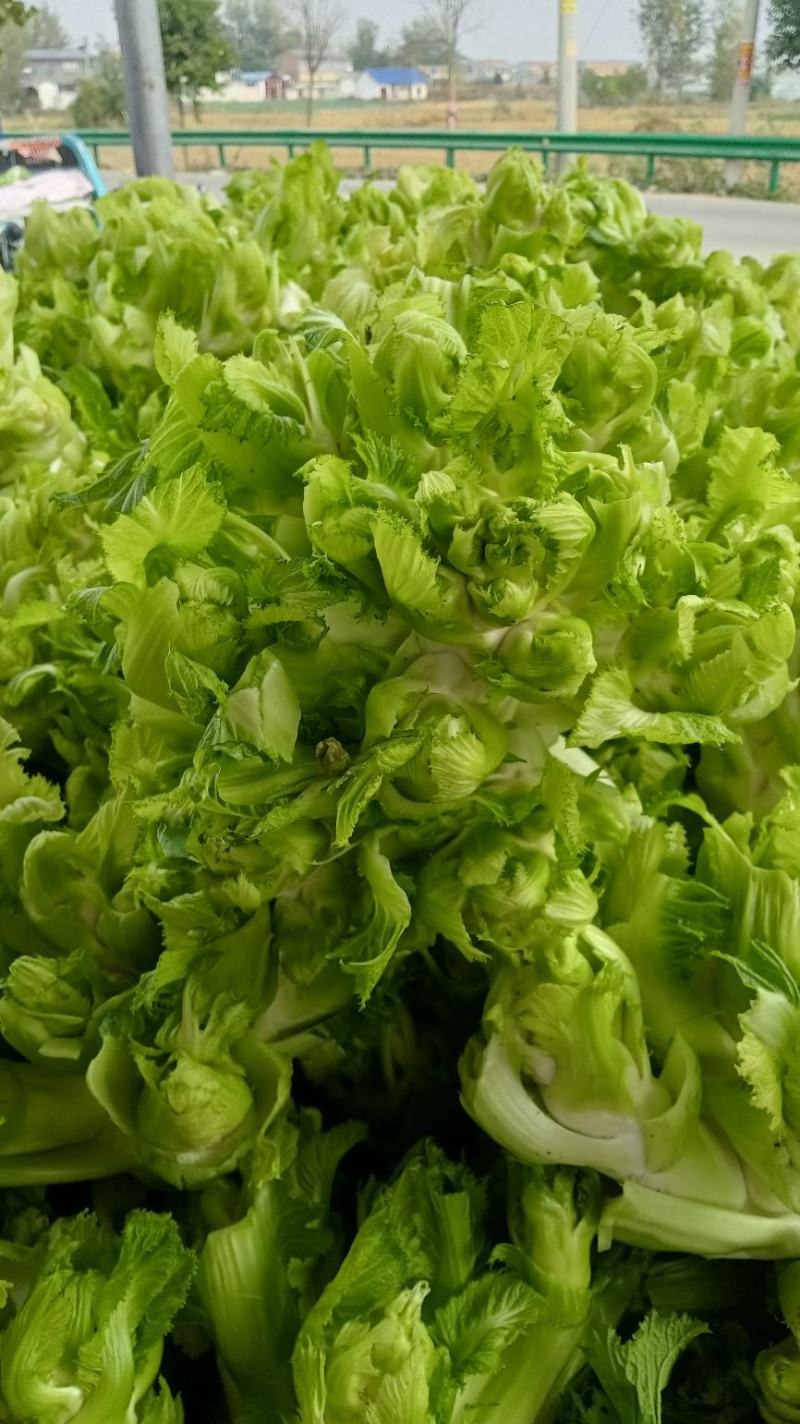 万亩儿菜大量上市中，一手货源，保质保量。