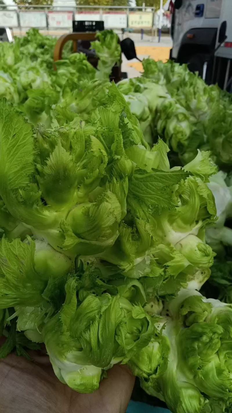 万亩儿菜大量上市中，一手货源，保质保量。