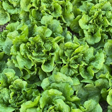 意大利生菜