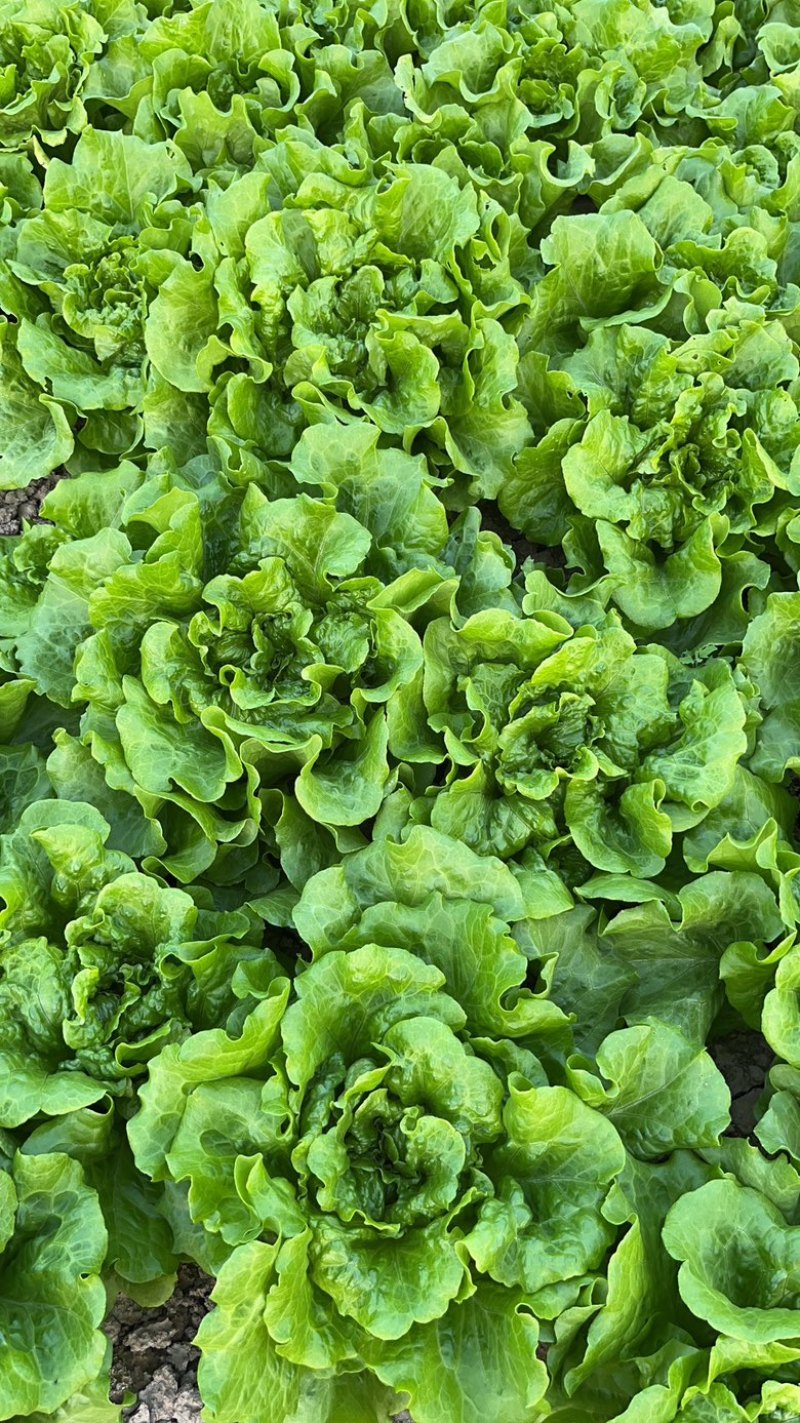 意大利生菜