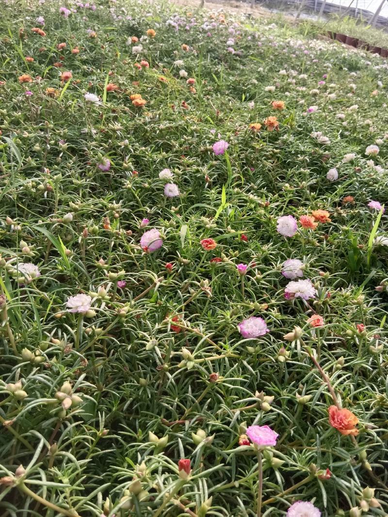 彩色太阳花宿根彩色太阳花不死花懒人花基地自产自销