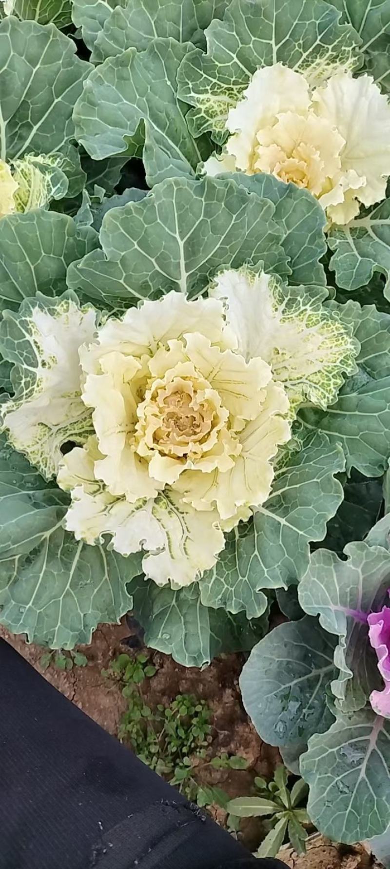 羽衣甘蓝，基地发货，耐寒植物，自培自育，欢迎大家选购