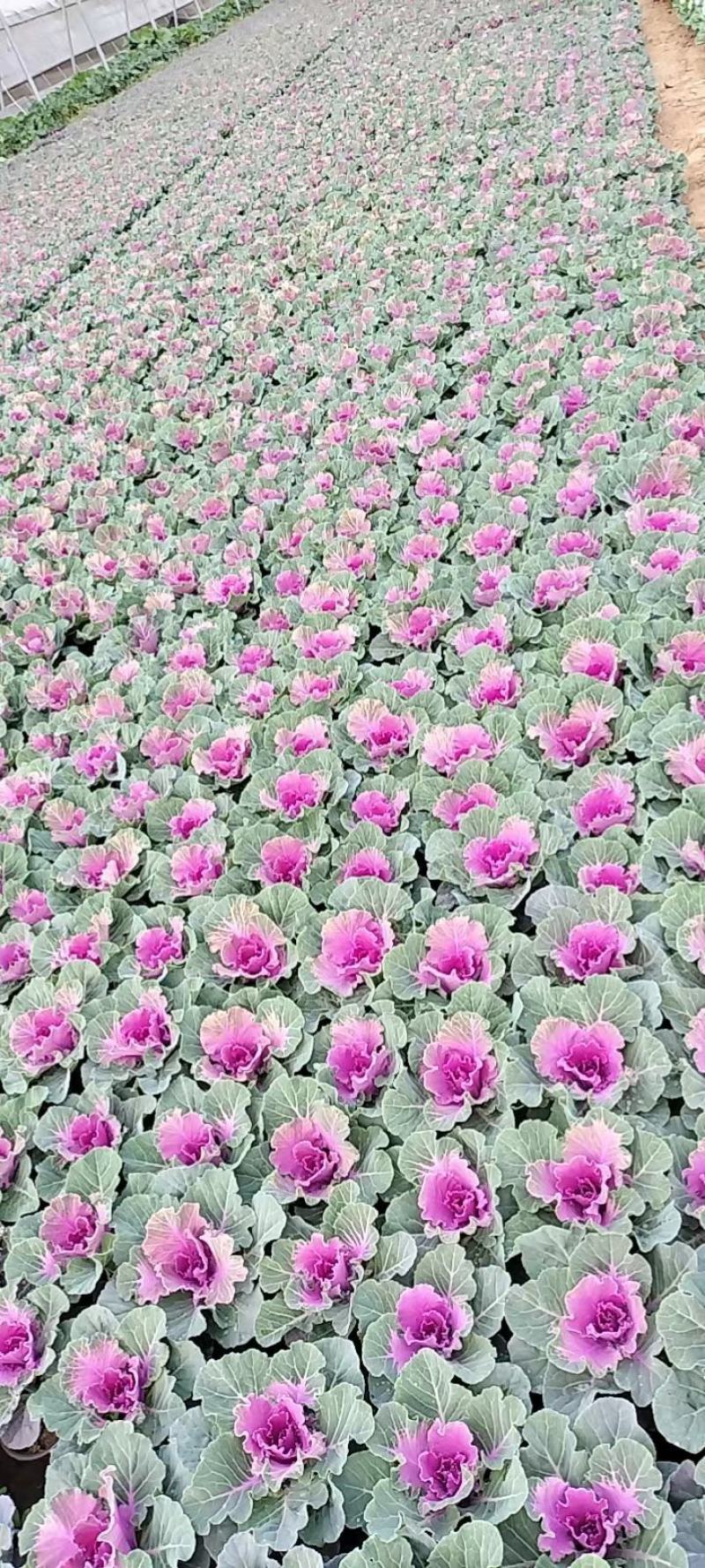 羽衣甘蓝，基地发货，耐寒植物，自培自育，欢迎大家选购