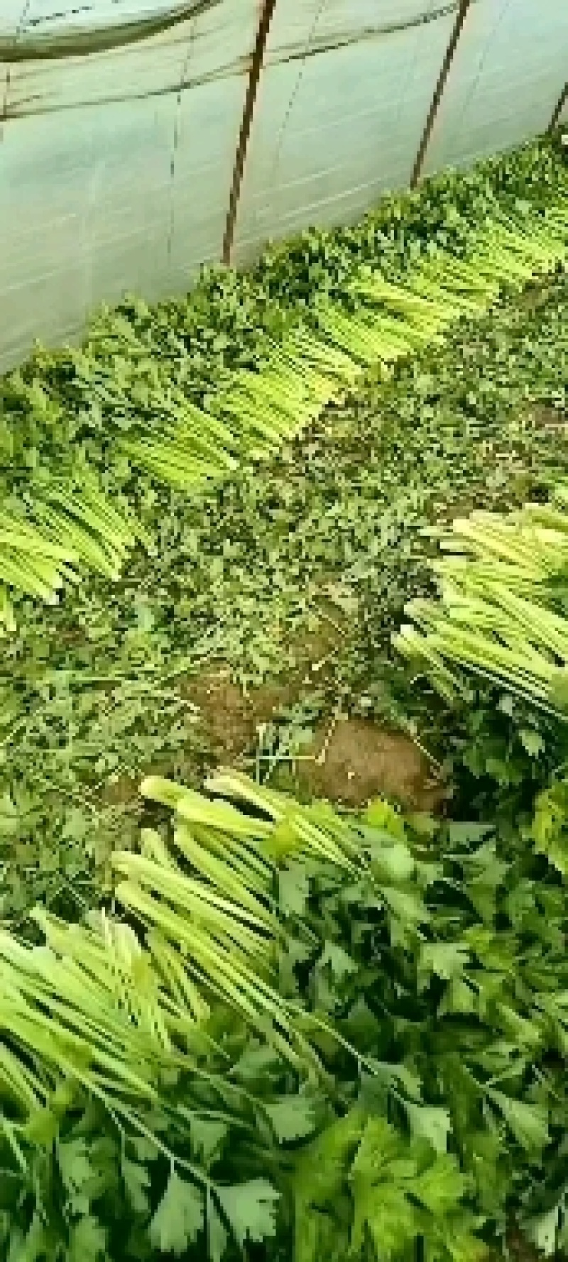 芹菜，现在大量上市了，有需要的老板联系