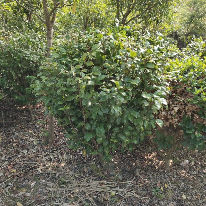 清地处理优质茶花树，茶花球，七芯茶，山茶花品种齐