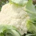 青梗白面花菜，大量上市中，价格美丽，有需要的老板联系了