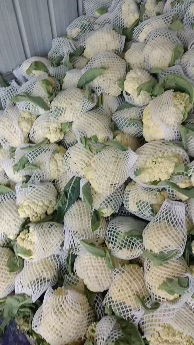 青梗白面花菜，大量上市中，价格美丽，有需要的老板联系了