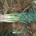 【实力推荐】河北邢台临城精品长白大葱50-70cm量大