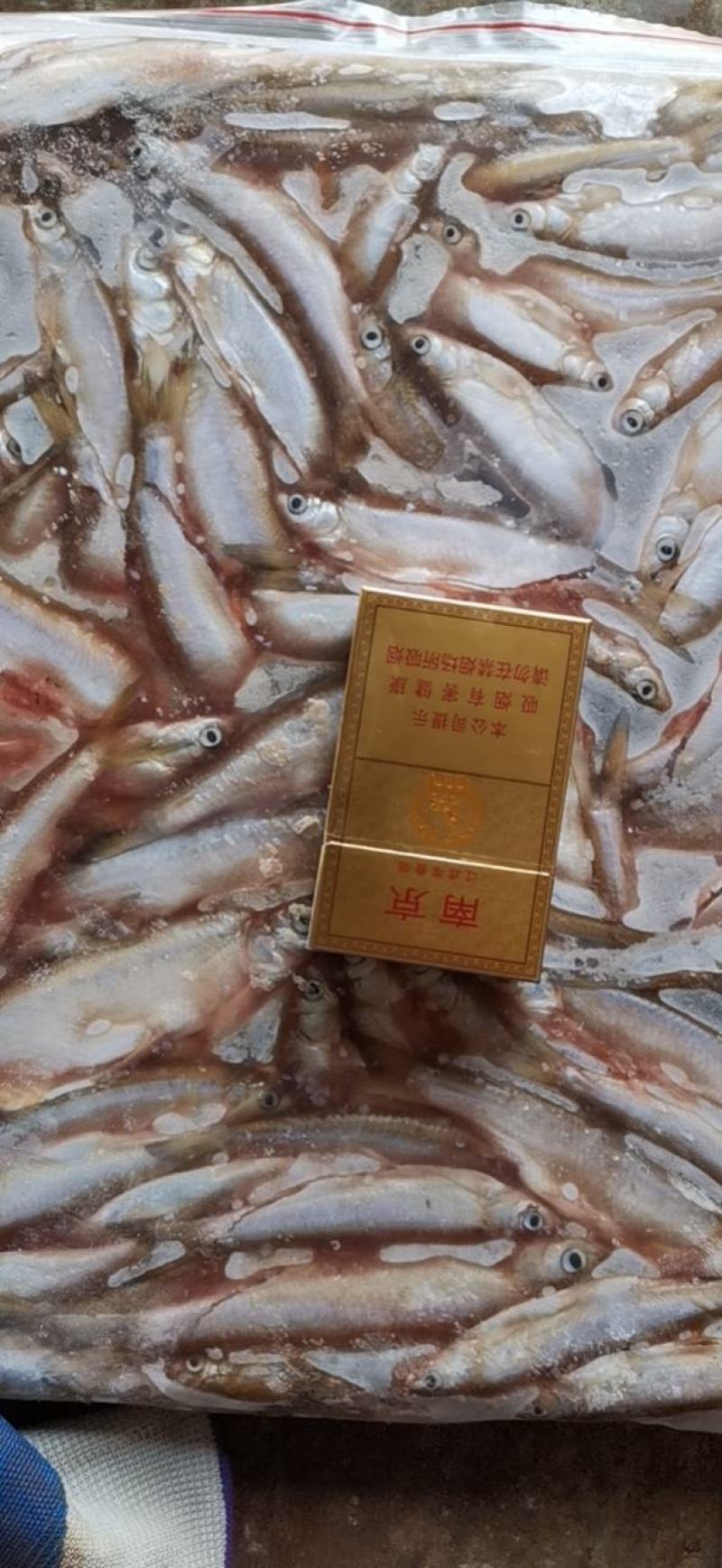 白条鱼开肚10-15公分，产地发货，质量保证，欢迎