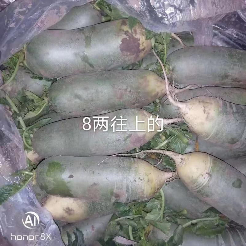 露天水果萝卜口感好脆皮甜度好