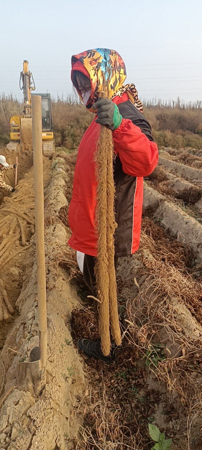 河南省山门峡市灵宝铁棍山药