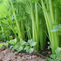 【精选】芹菜60-70公分，产地一手货源大量供应中