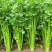 【精选】芹菜60-70公分，产地一手货源大量供应中