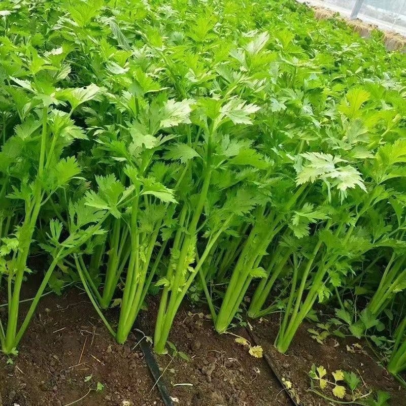 【精选】芹菜60-70公分，产地一手货源大量供应中