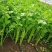 【精选】芹菜60-70公分，产地一手货源大量供应中