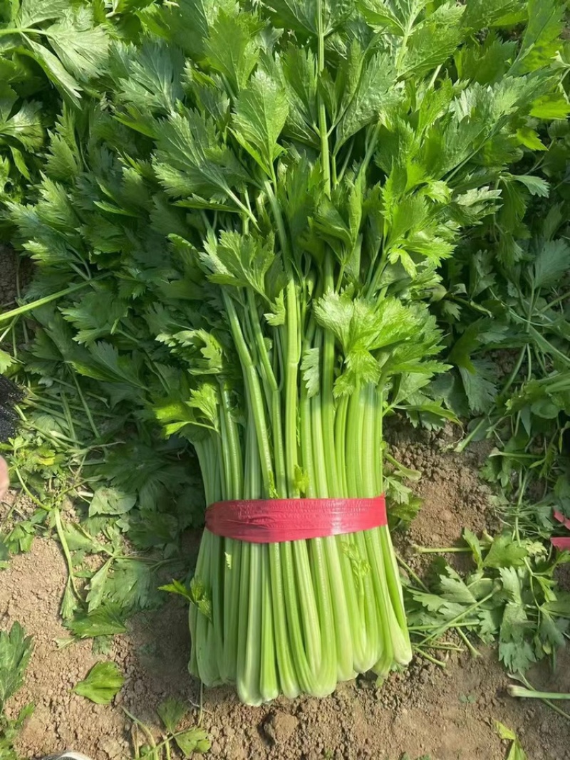【精选】芹菜60-70公分，产地一手货源大量供应中