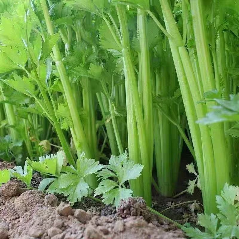 【精选】芹菜60-70公分，产地一手货源大量供应中