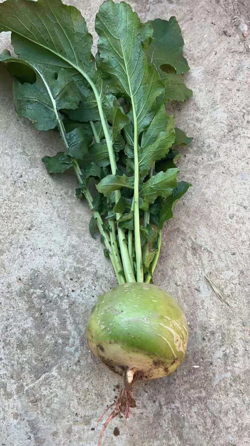 红心萝卜