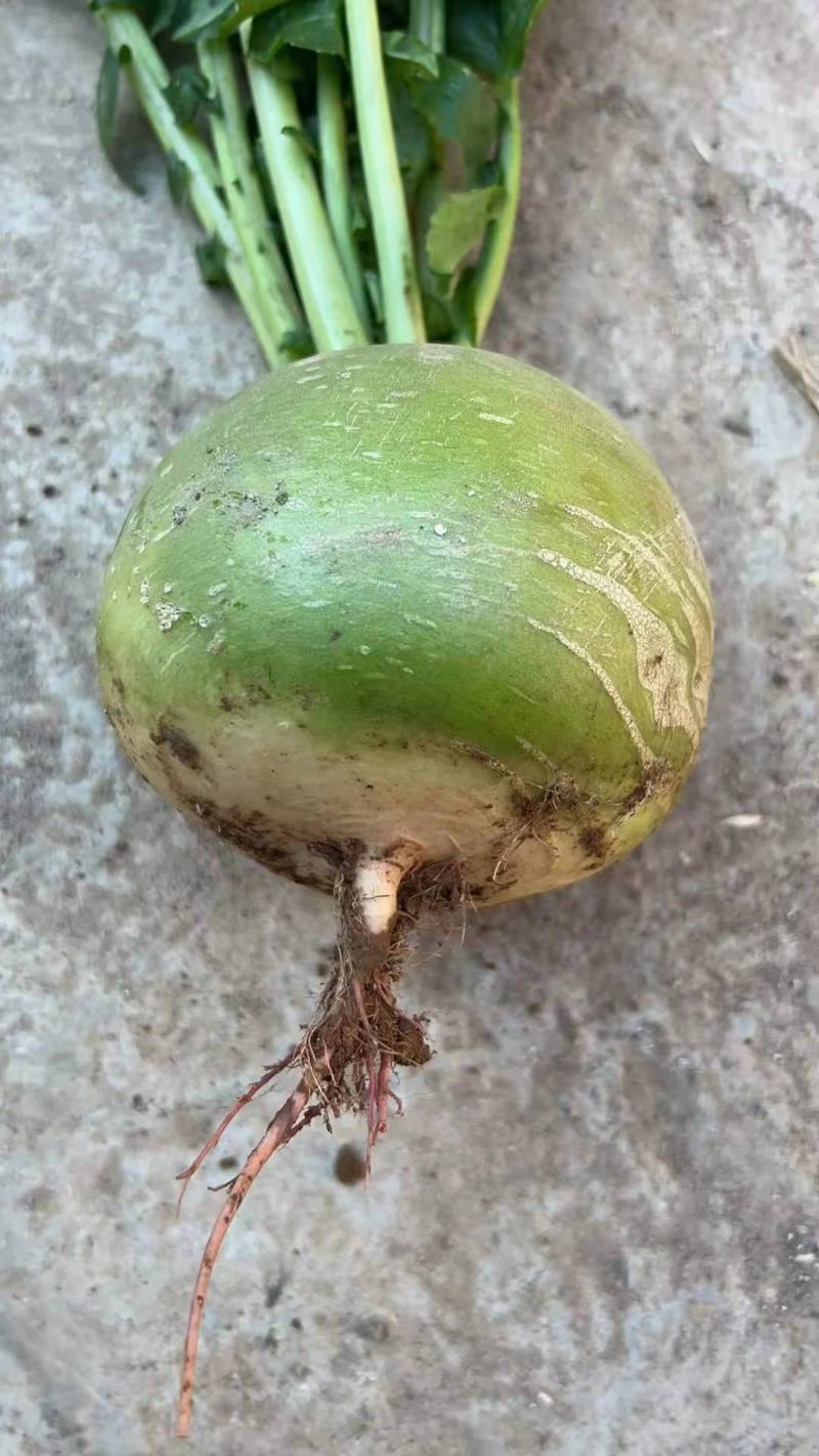 红心萝卜