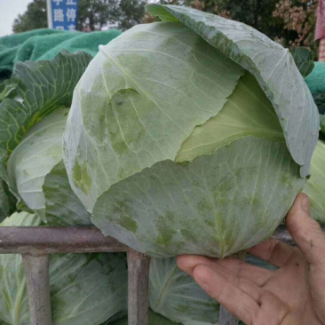 扁包菜通货1~2公斤