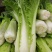 青麻叶白菜现货湖北麻叶青白菜大量上市产地直发