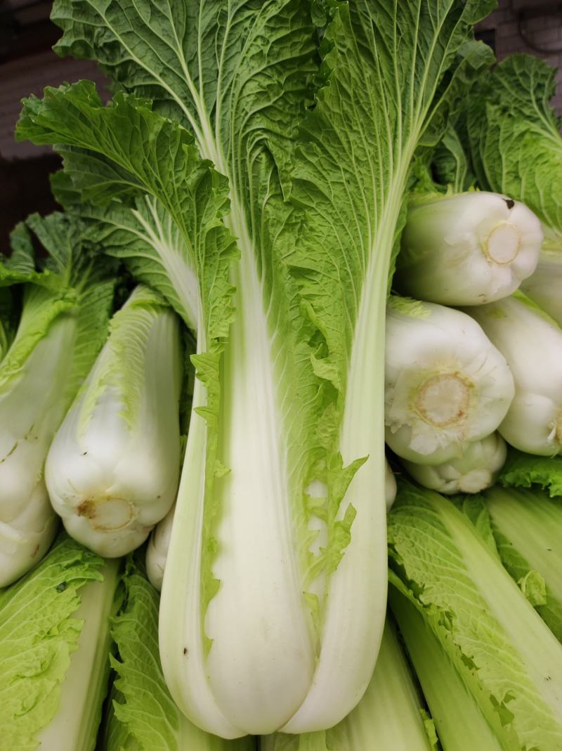 青麻叶白菜现货湖北麻叶青白菜大量上市产地直发