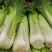 青麻叶白菜现货湖北麻叶青白菜大量上市产地直发