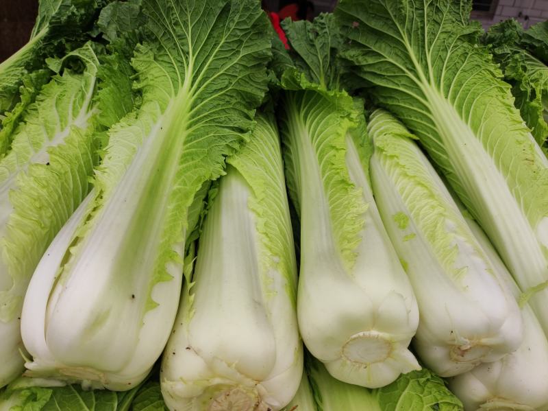 青麻叶白菜现货湖北麻叶青白菜大量上市产地直发